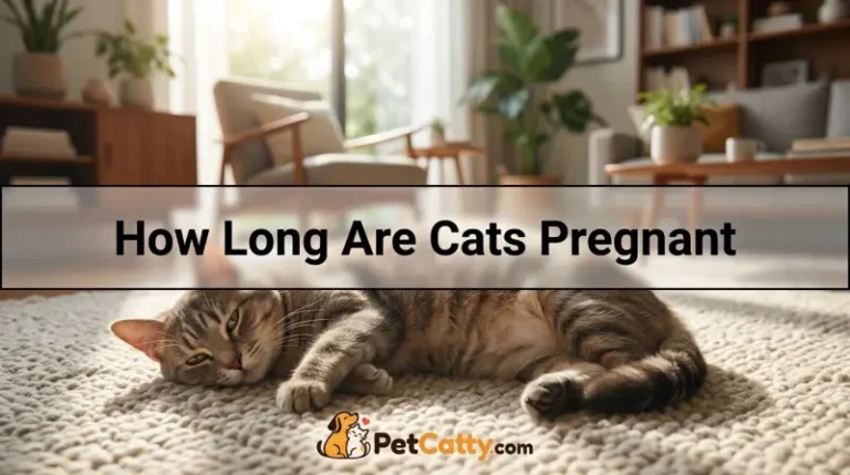 How Long Are Cats Pregnant