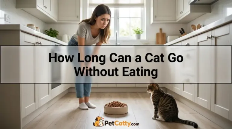 How Long Can a Cat Go Without Eating