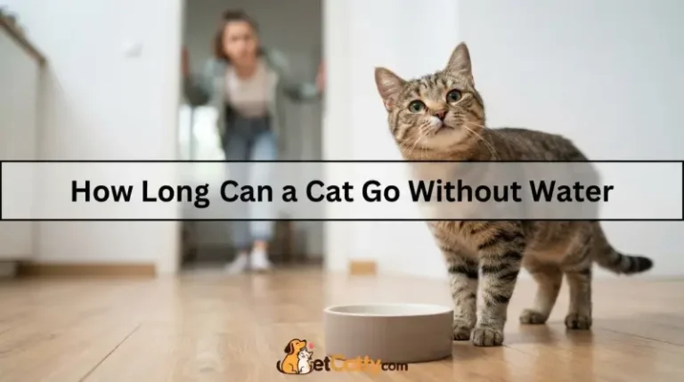 How Long Can a Cat Go Without Water