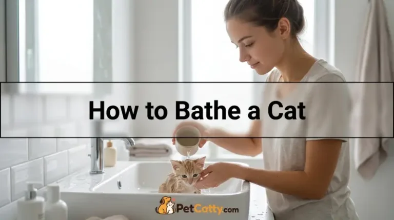 How to Bathe a Cat