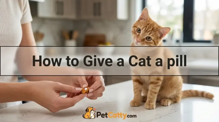 How to Give a Cat a pill
