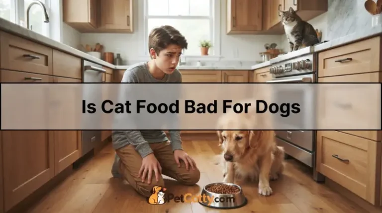 Is Cat Food Bad For Dogs