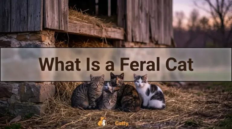 What Is a Feral Cat