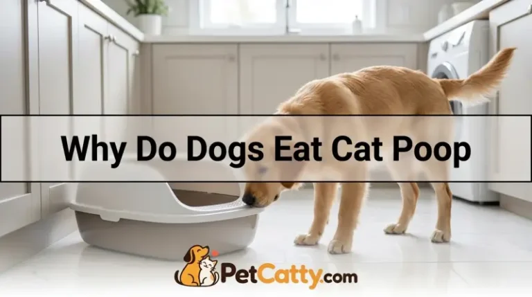 Why Do Dogs Eat Cat Poop