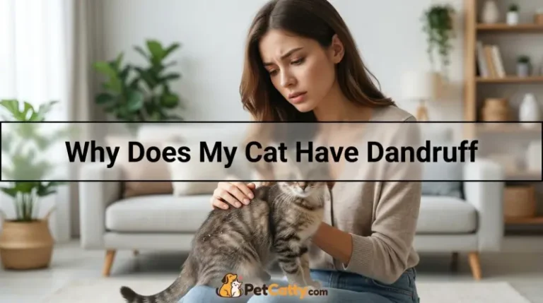 Why Does My Cat Have Dandruff