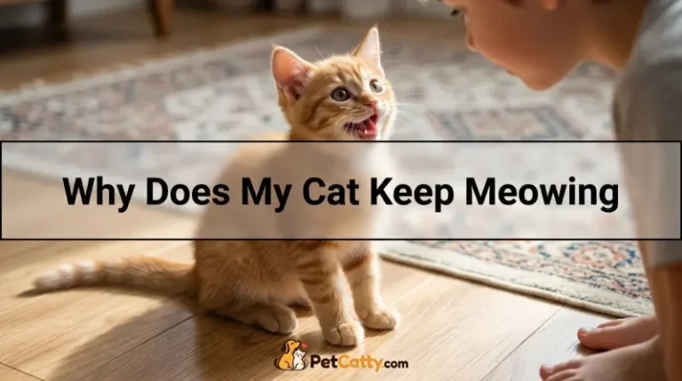 Why Does My Cat Keep Meowing
