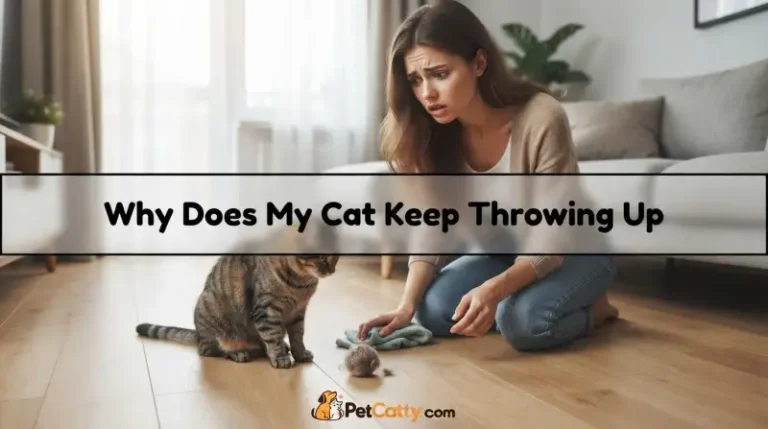 Why Does My Cat Keep Throwing Up