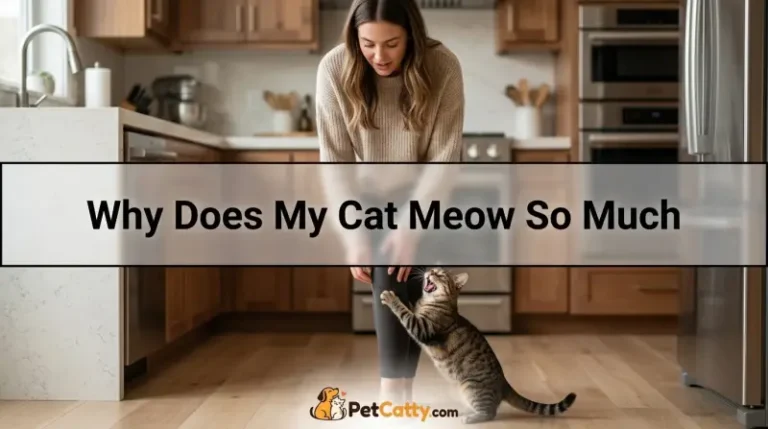 Why Does My Cat Meow So Much