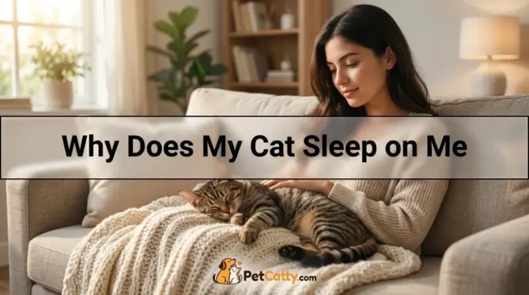 Why Does My Cat Sleep on Me