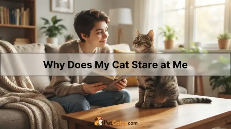 Why Does My Cat Stare at Me