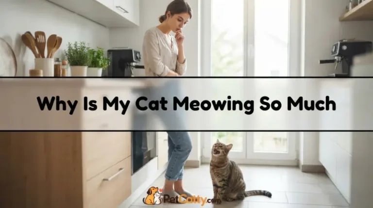 Why Is My Cat Meowing So Much