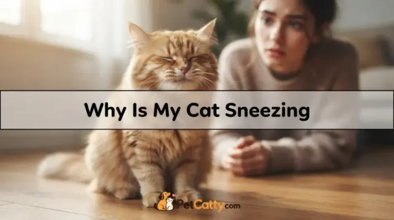 Why Is My Cat Sneezing