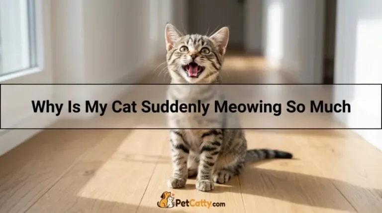 Why Is My Cat Suddenly Meowing So Much