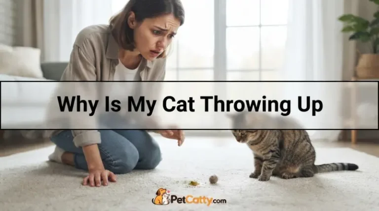 Why Is My Cat Throwing Up