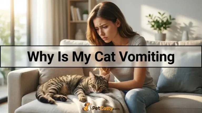 Why Is My Cat Vomiting