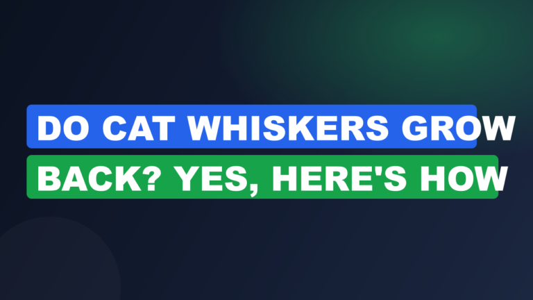 Do Cat Whiskers Grow Back? Yes, Here's How