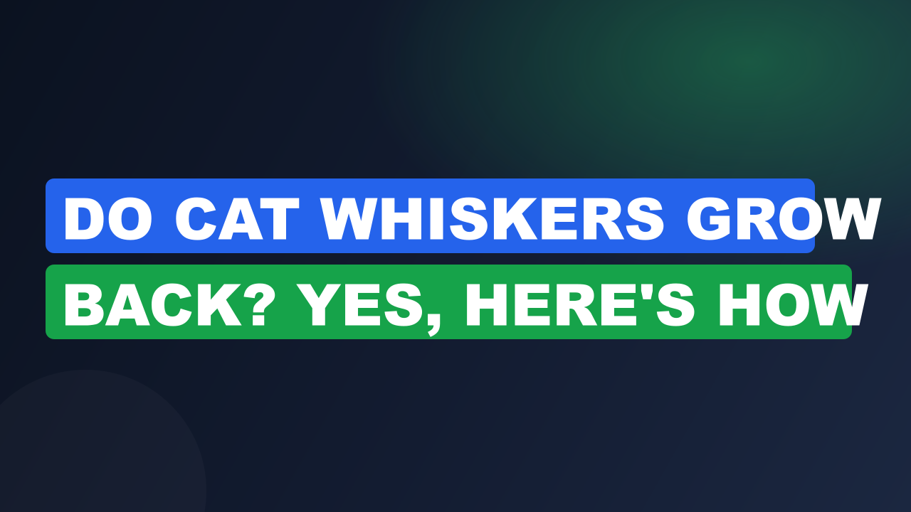 Do Cat Whiskers Grow Back? Yes, Here's How