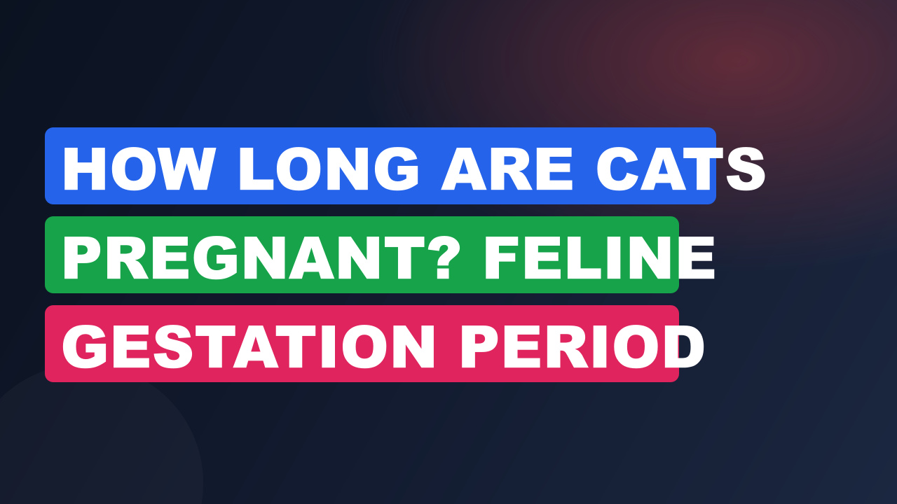 How Long Are Cats Pregnant? Feline Gestation Period