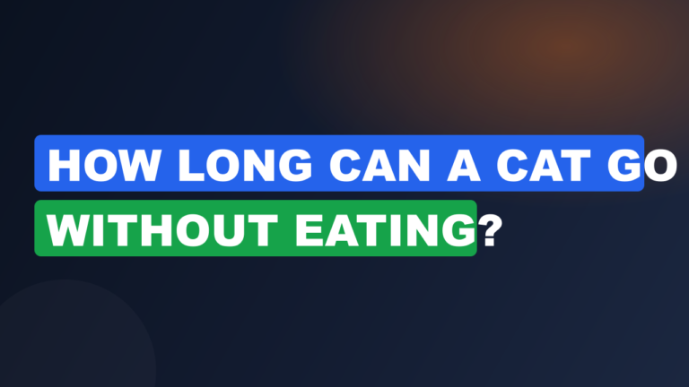 How Long Can a Cat Go Without Eating?