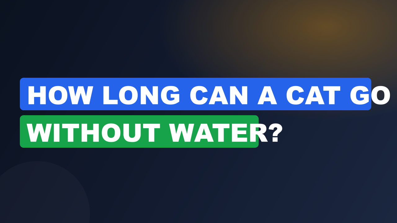 How Long Can a Cat Go Without Water?