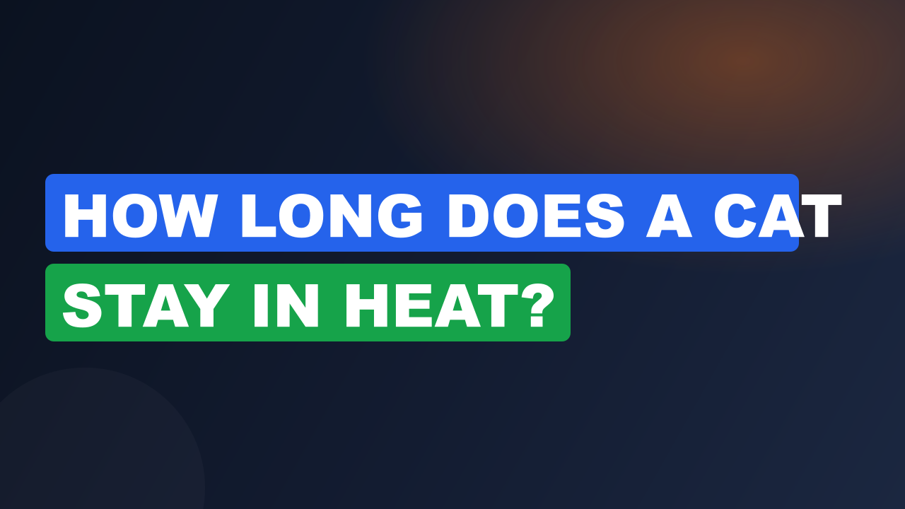 How Long Does a Cat Stay in Heat?
