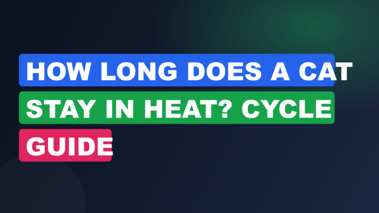 How Long Does a Cat Stay in Heat? Cycle Guide
