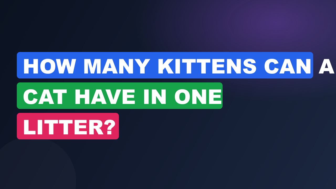 How Many Kittens Can a Cat Have in One Litter?