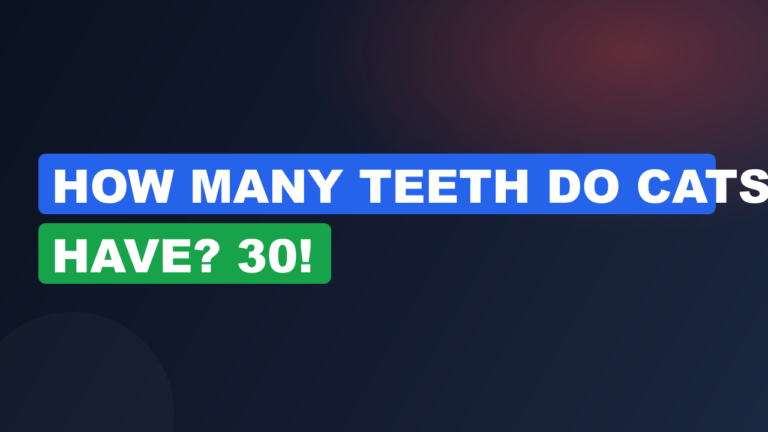 How Many Teeth Do Cats Have? 30!