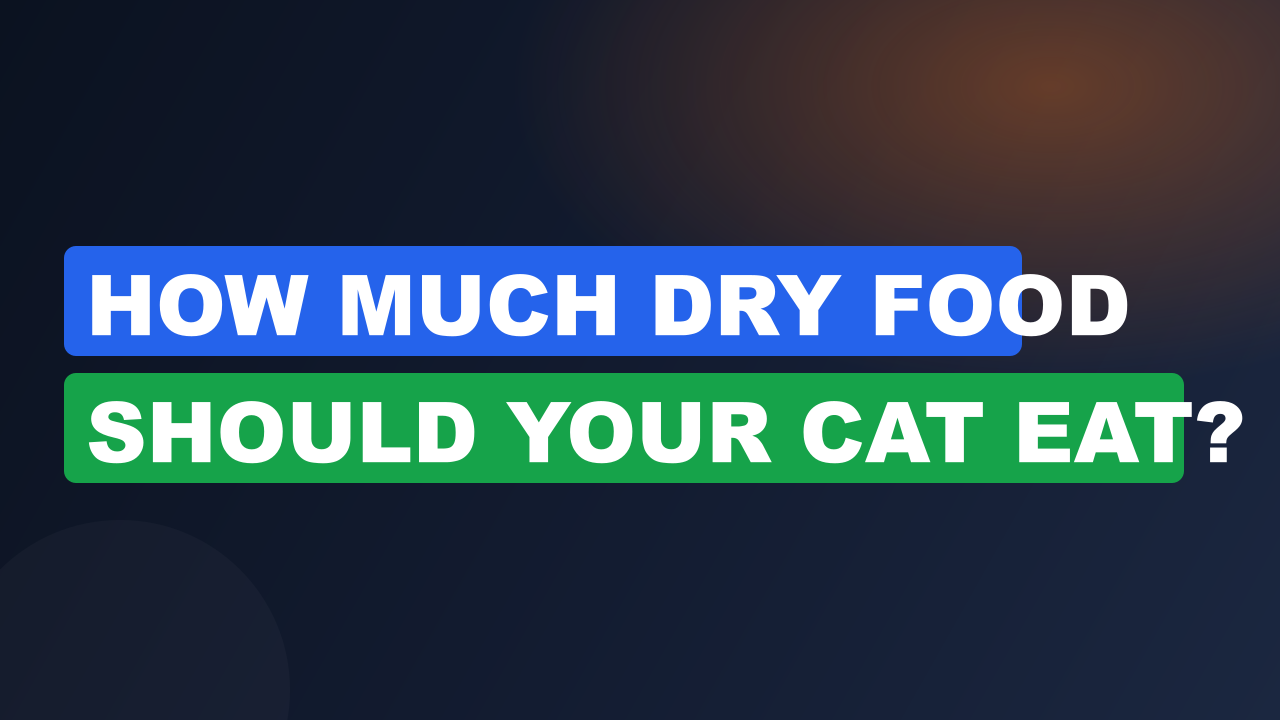 How Much Dry Food Should Your Cat Eat?