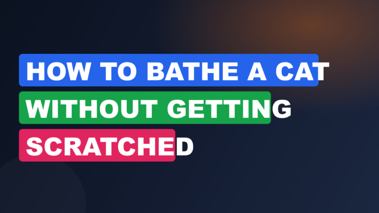 How to Bathe a Cat Without Getting Scratched