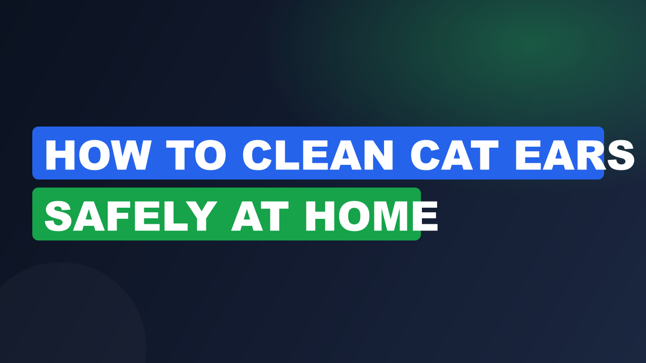 How to Clean Cat Ears Safely at Home
