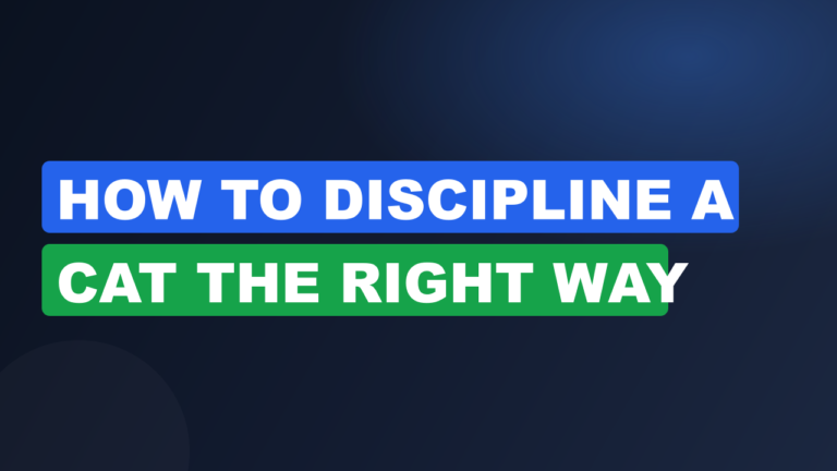 How to Discipline a Cat the Right Way