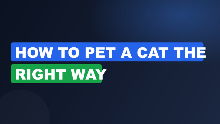 How to Pet a Cat the Right Way