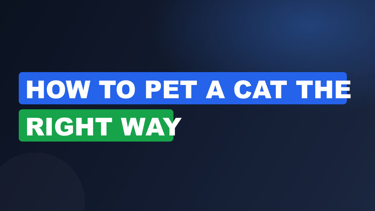 How to Pet a Cat the Right Way
