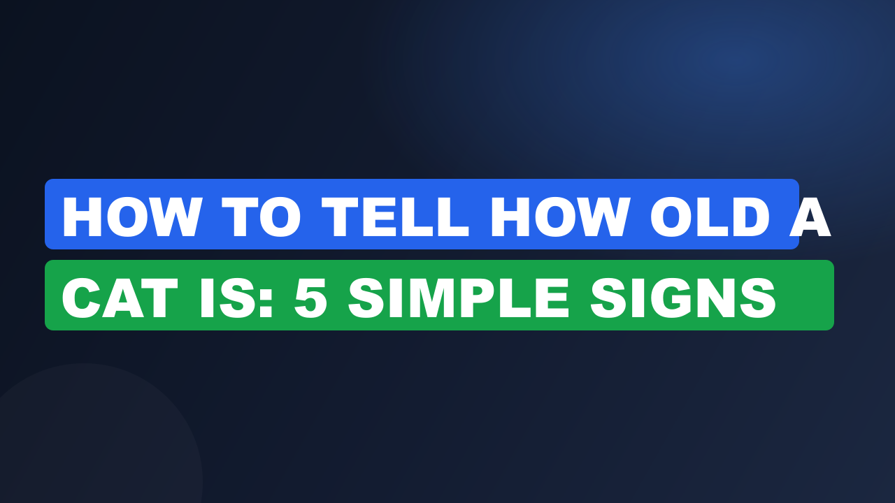 How to Tell How Old a Cat Is: 5 Simple Signs