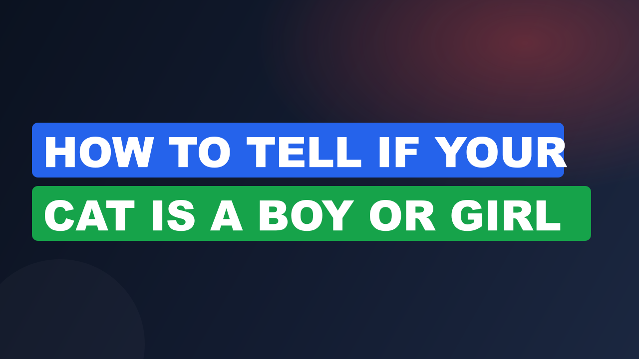 How to Tell if Your Cat Is a Boy or Girl
