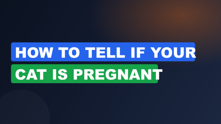 How to Tell If Your Cat Is Pregnant