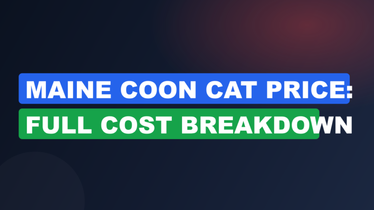 Maine Coon Cat Price: Full Cost Breakdown