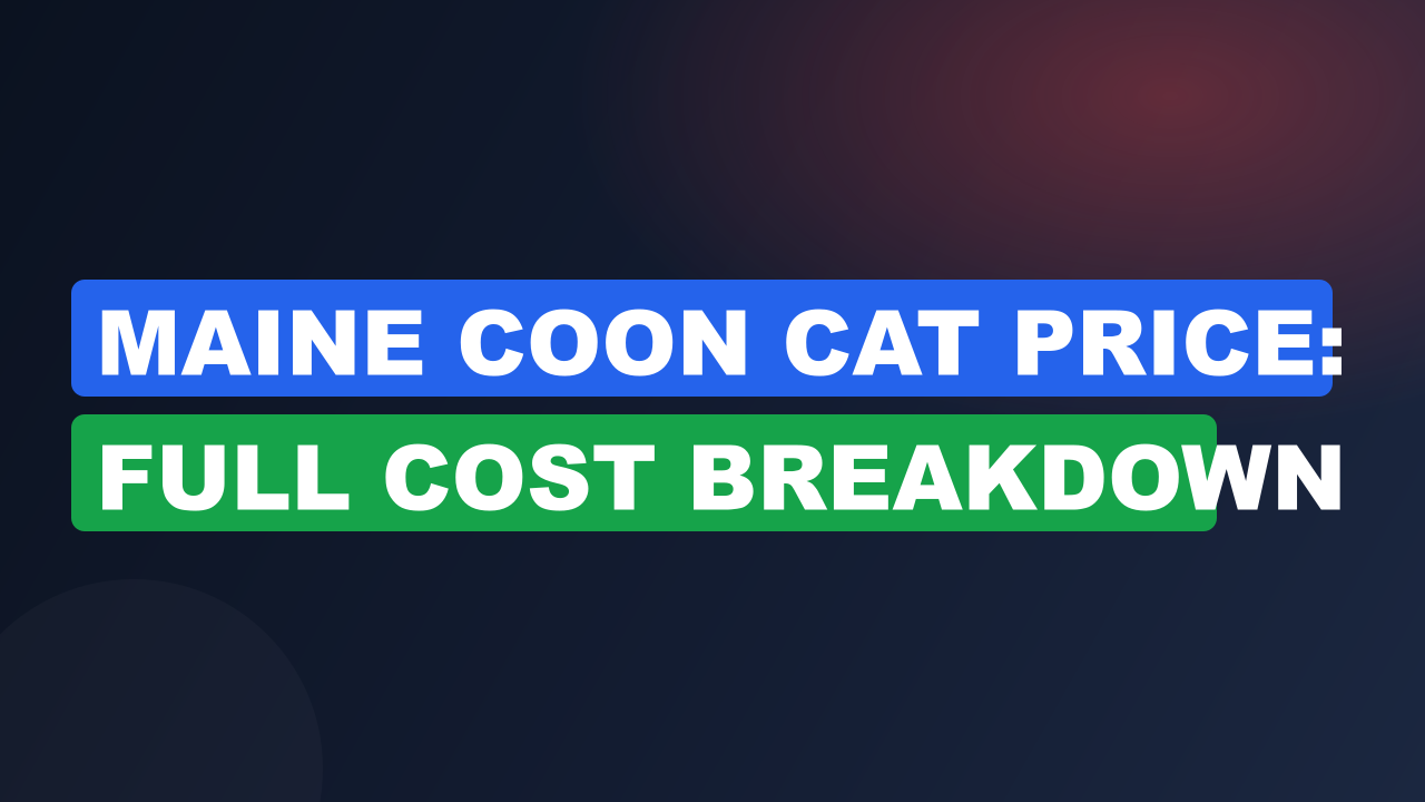 Maine Coon Cat Price: Full Cost Breakdown