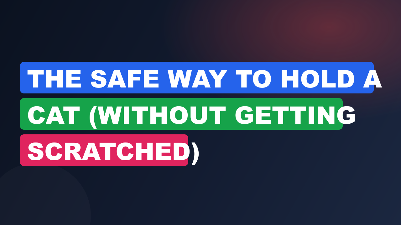 The Safe Way to Hold a Cat (Without Getting Scratched)