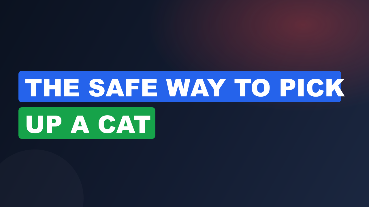 The Safe Way to Pick Up a Cat
