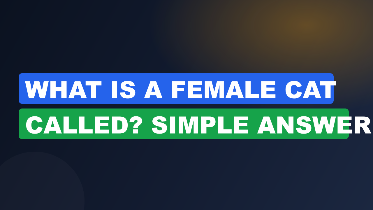 What Is a Female Cat Called? Simple Answer