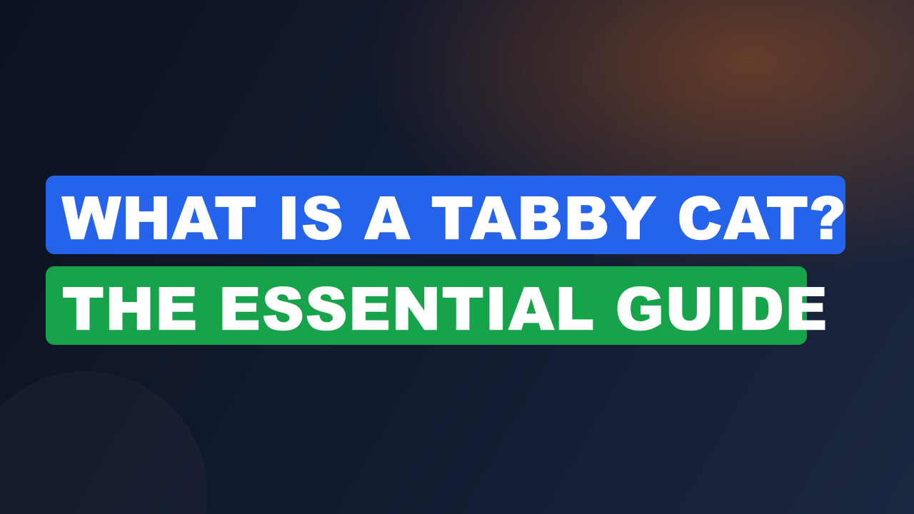 What is a Tabby Cat? The Essential Guide
