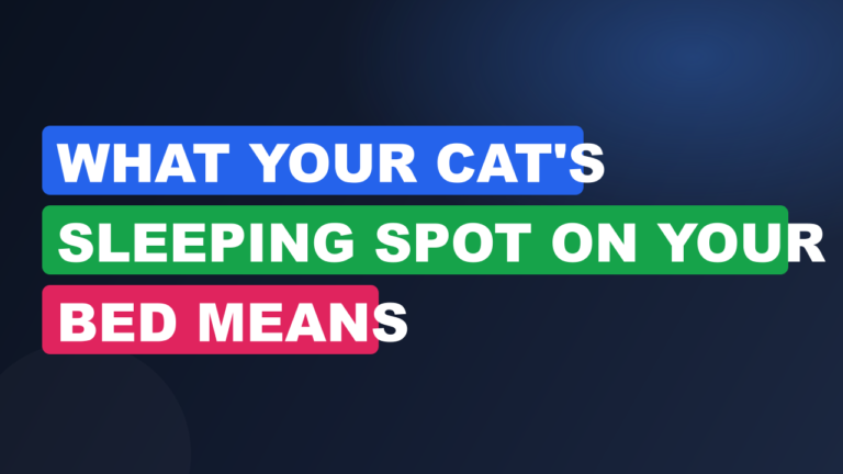 What Your Cat's Sleeping Spot on Your Bed Means