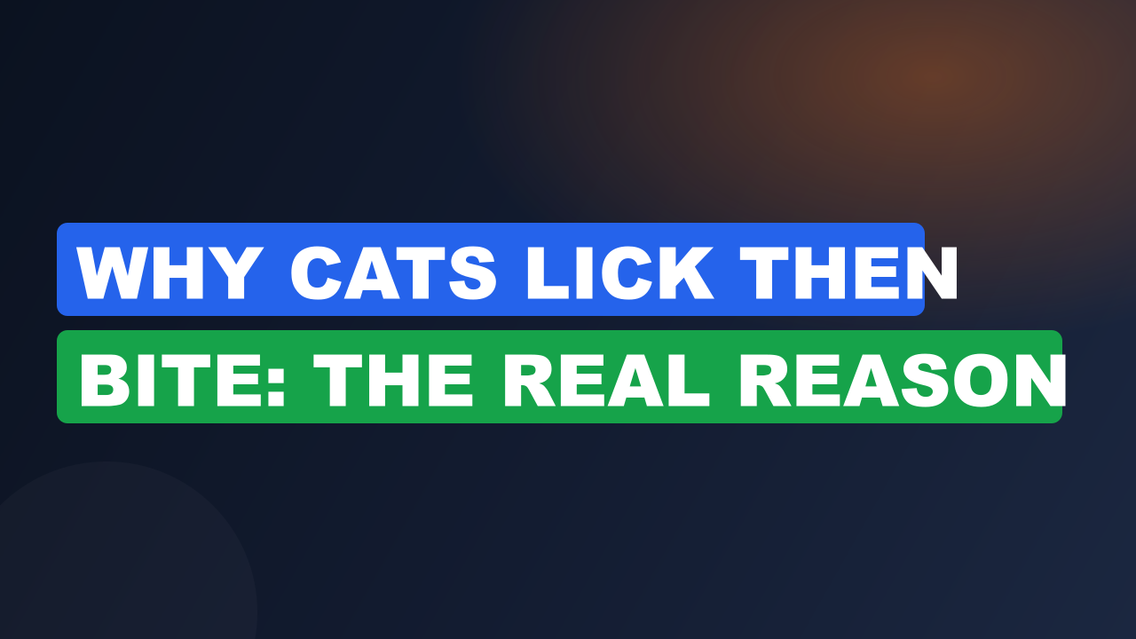 Why Cats Lick Then Bite: The Real Reason