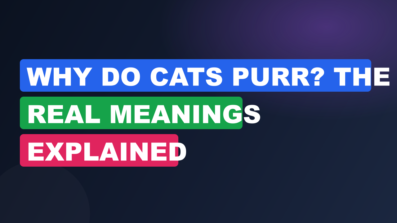 Why Do Cats Purr? The Real Meanings Explained