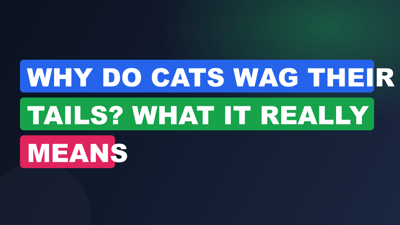 Why Do Cats Wag Their Tails? What It Really Means