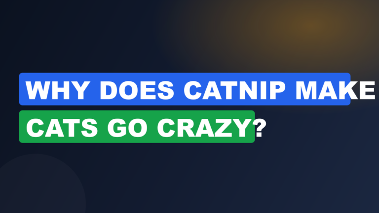 Why Does Catnip Make Cats Go Crazy?