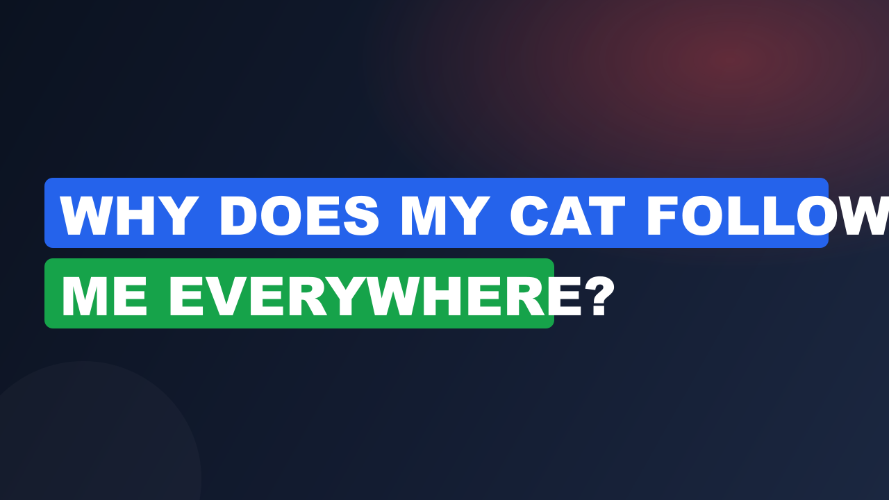 Why Does My Cat Follow Me Everywhere?