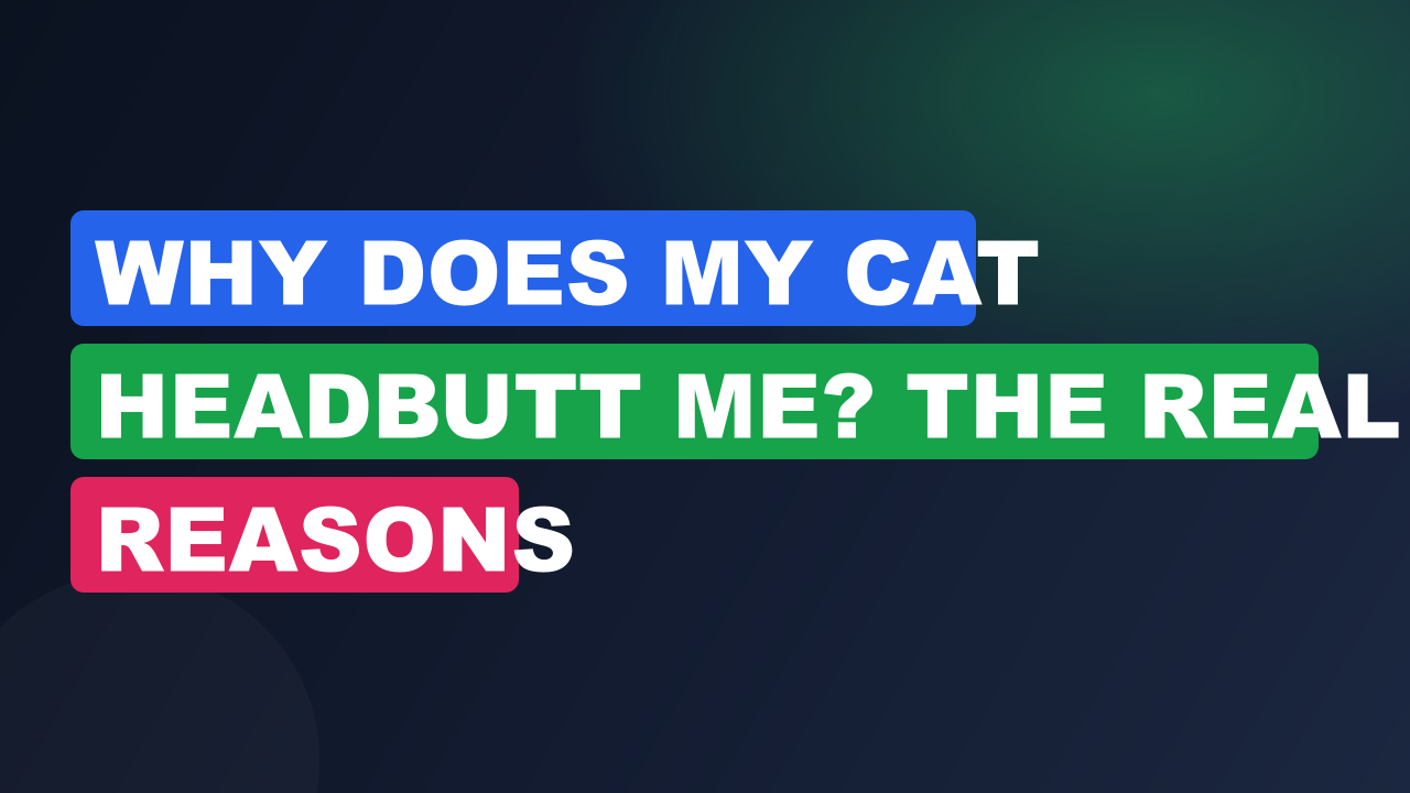 Why Does My Cat Headbutt Me? The Real Reasons